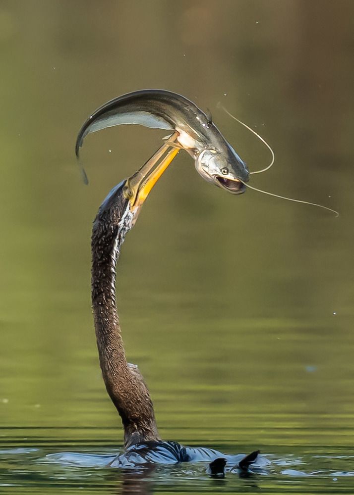 Darter what a catfish catch
