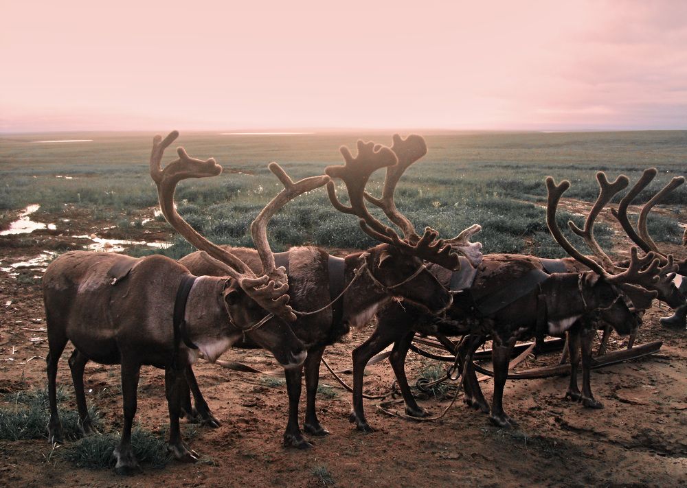 Photograph by Влад Gurgenagangrena