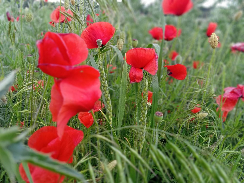Photo #6716572
