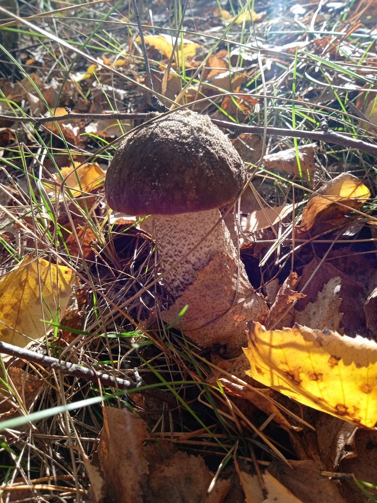 Photo #6716573