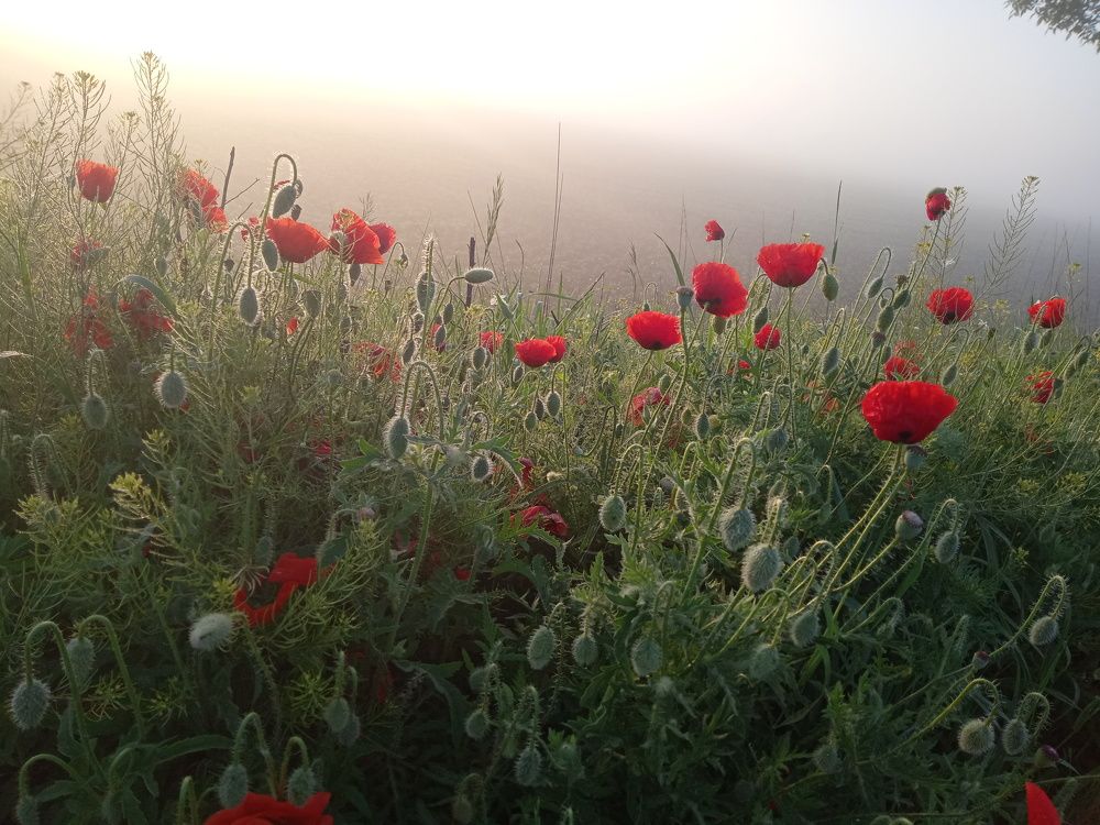Photo #6716810