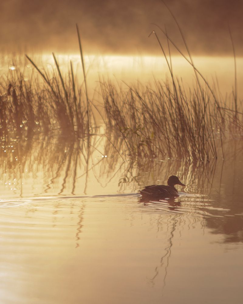Photograph by Александр Яровой