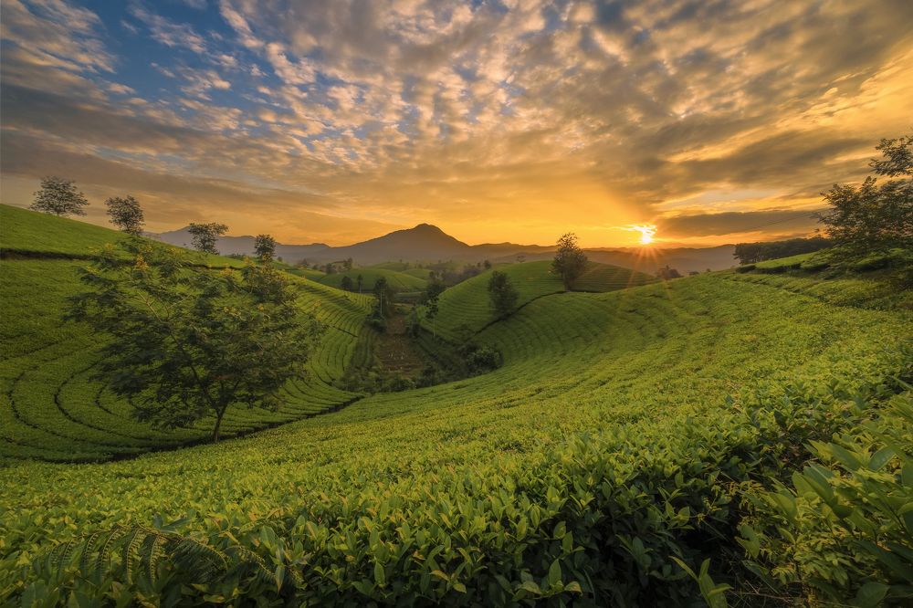 Golden sunshine on the tea hill