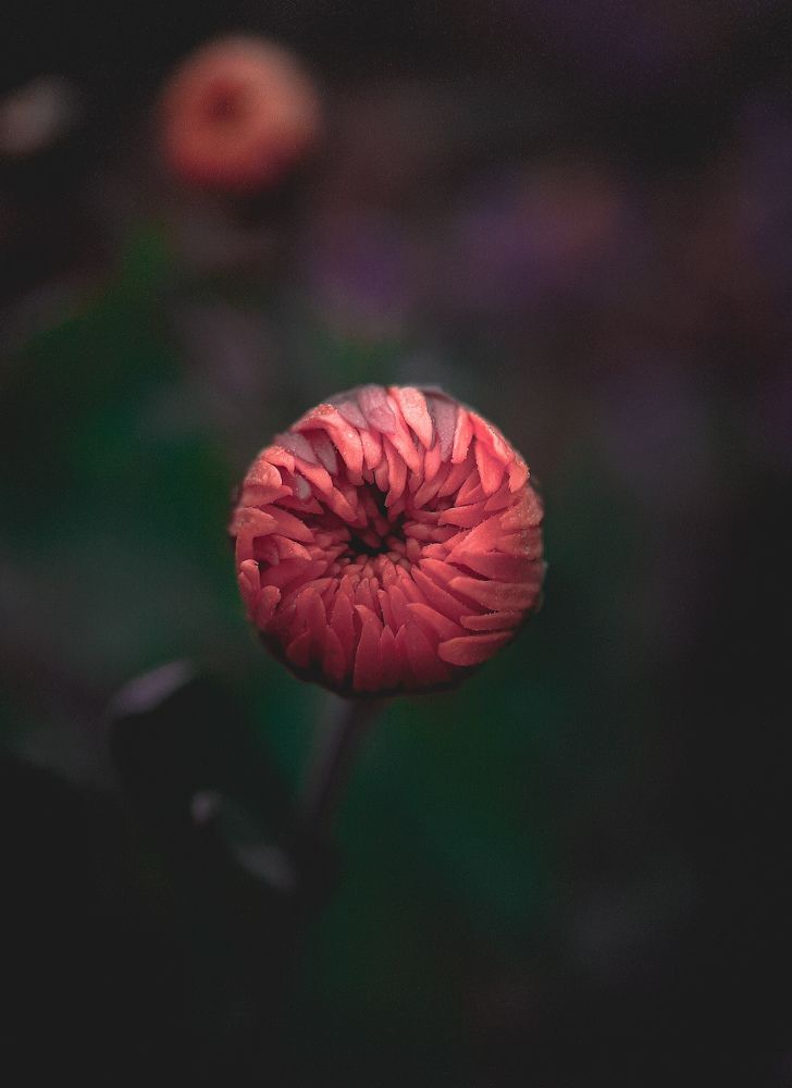 Photograph by Маргарита Спасенкова