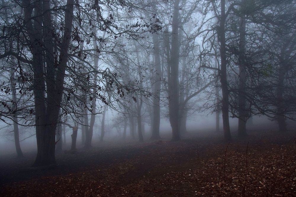 Photograph by Margo Margo