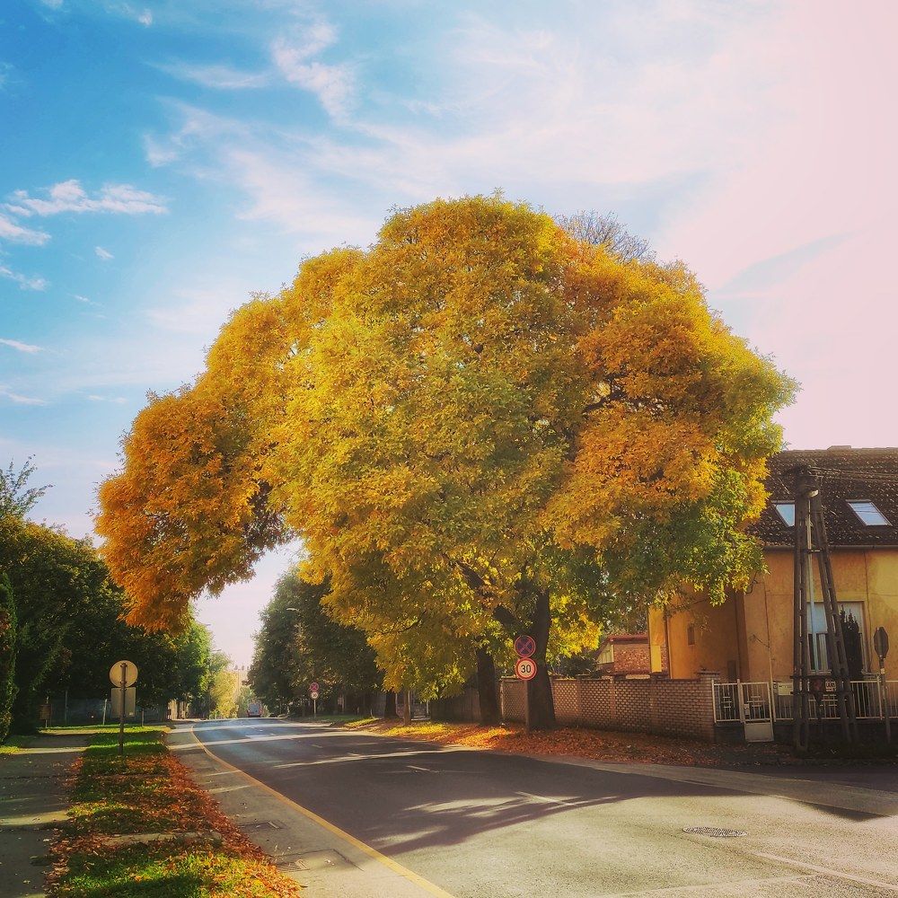 Фотография автора Kiss Gabor