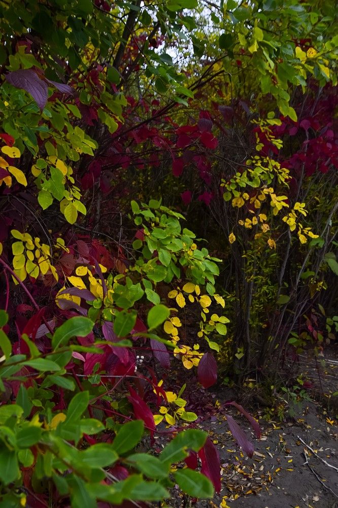 Осень на берегу Иркута.