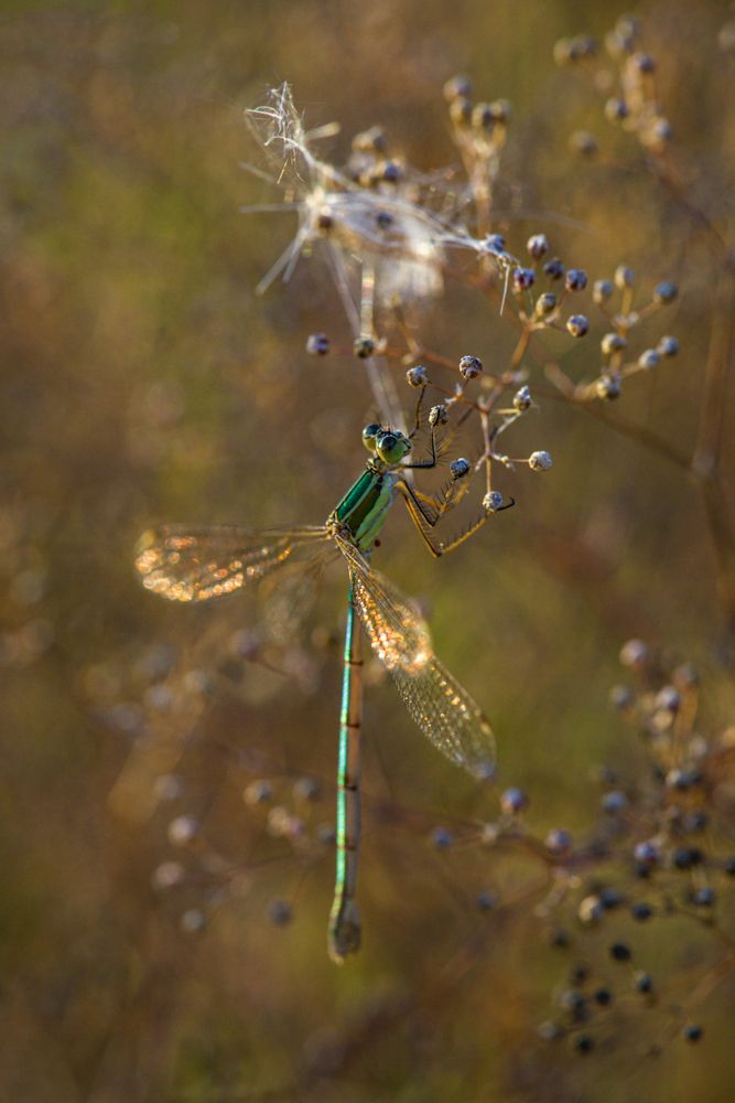 Золото и малахит