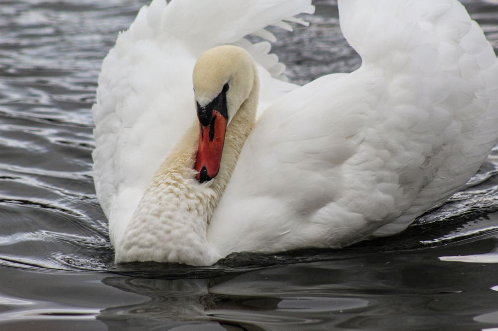 Photograph by Elena Khalizova