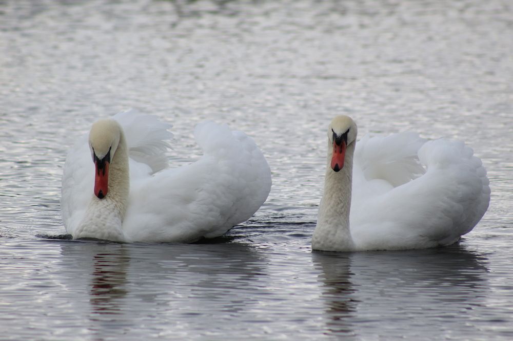 Photograph by Elena Khalizova