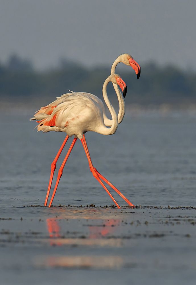 Photograph by BHAGYA D