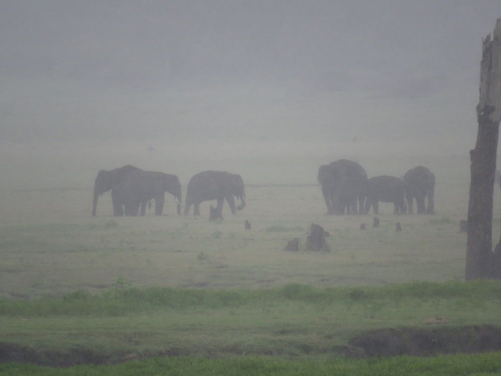 Elephants in the fog