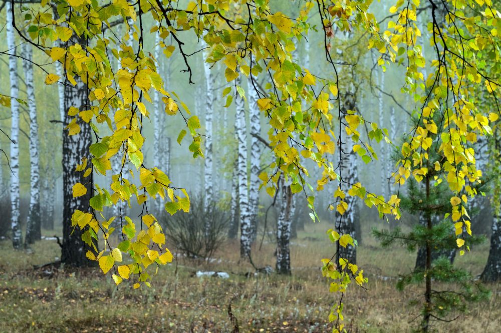 Последние аккорды желтых листьев