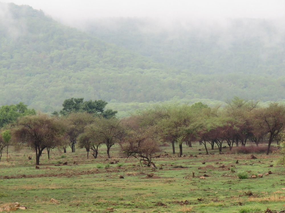 Fog sets in on Hinauta Grasslands