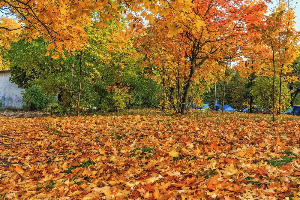 Во дворе осень..