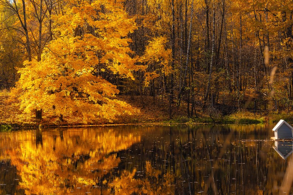 Клён золотой / Golden maple