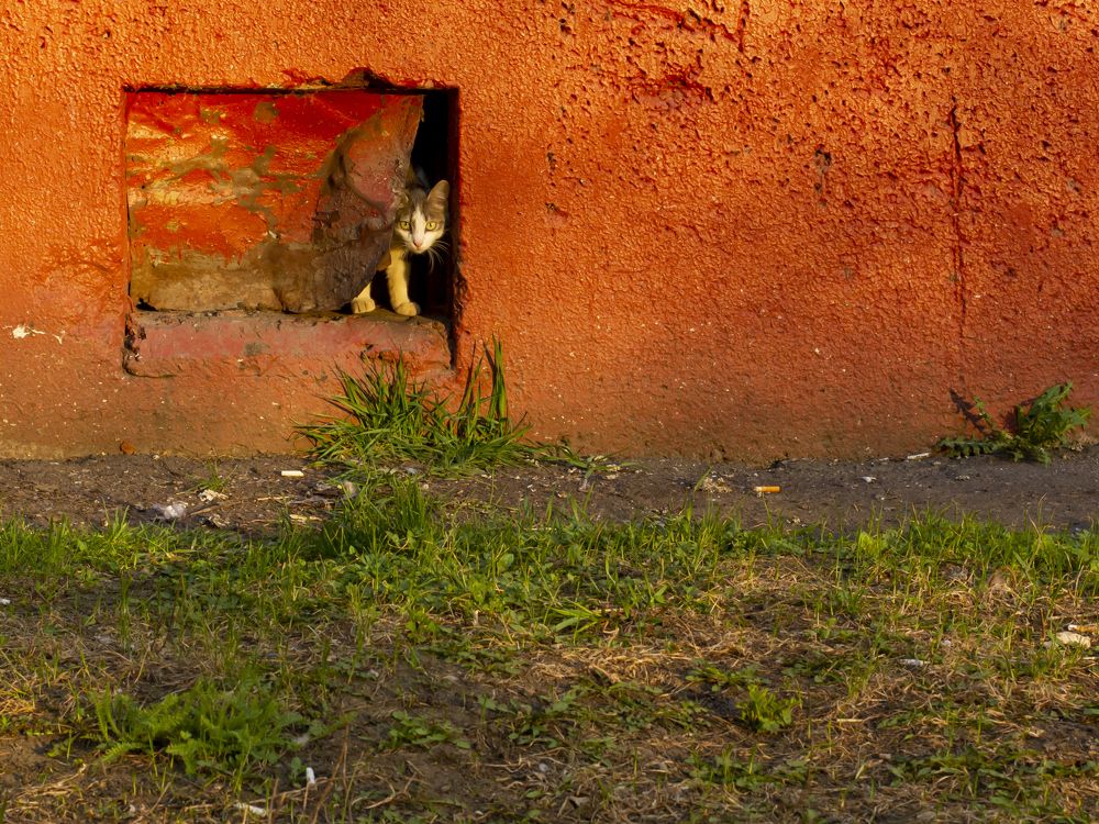 Photograph by Игорь Кутний