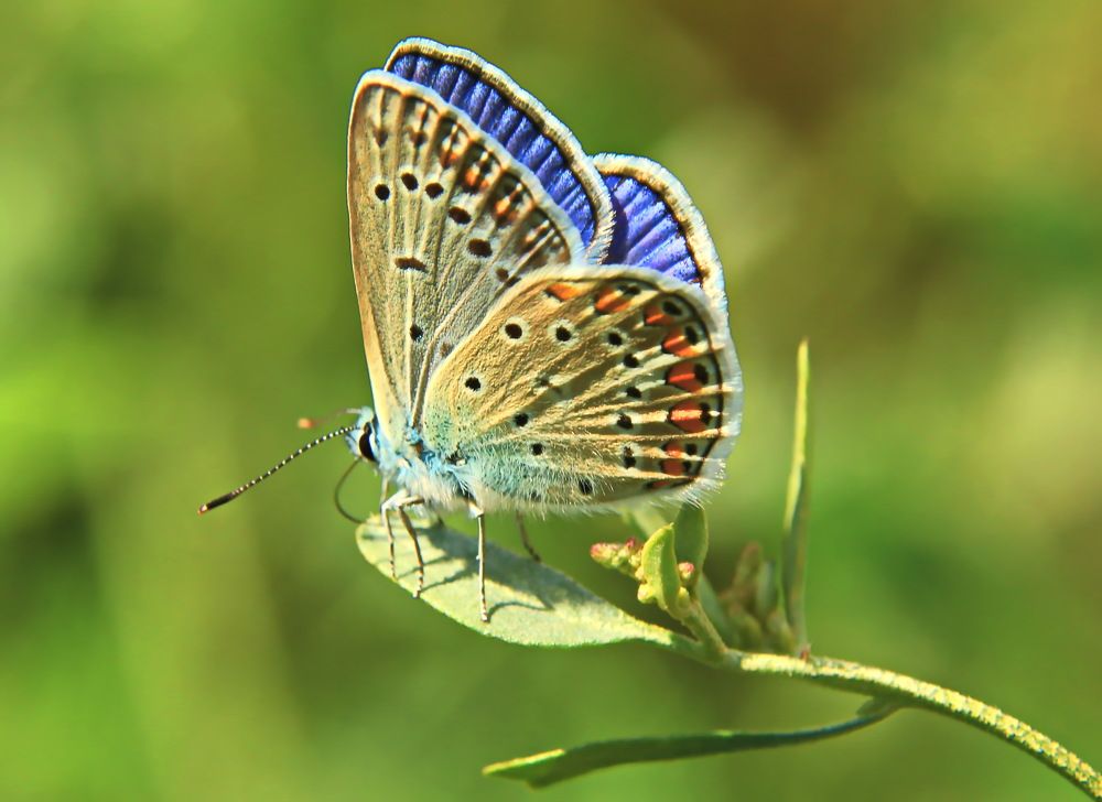 Икар красавчик.