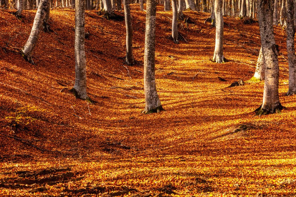 Photograph by Сергей Абашкин