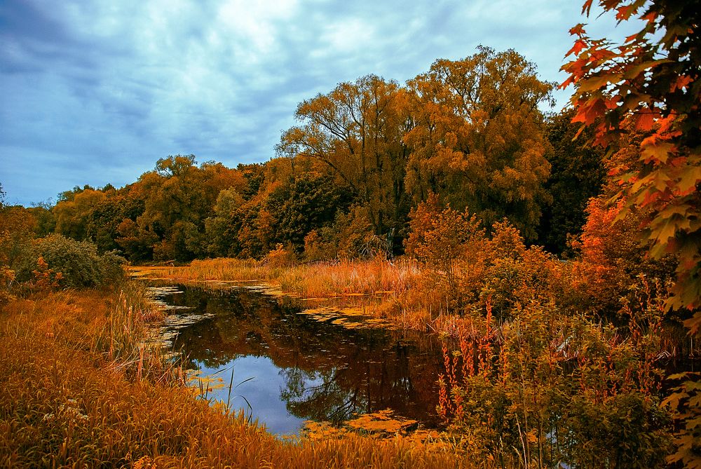 Фотография автора Елена Савельева