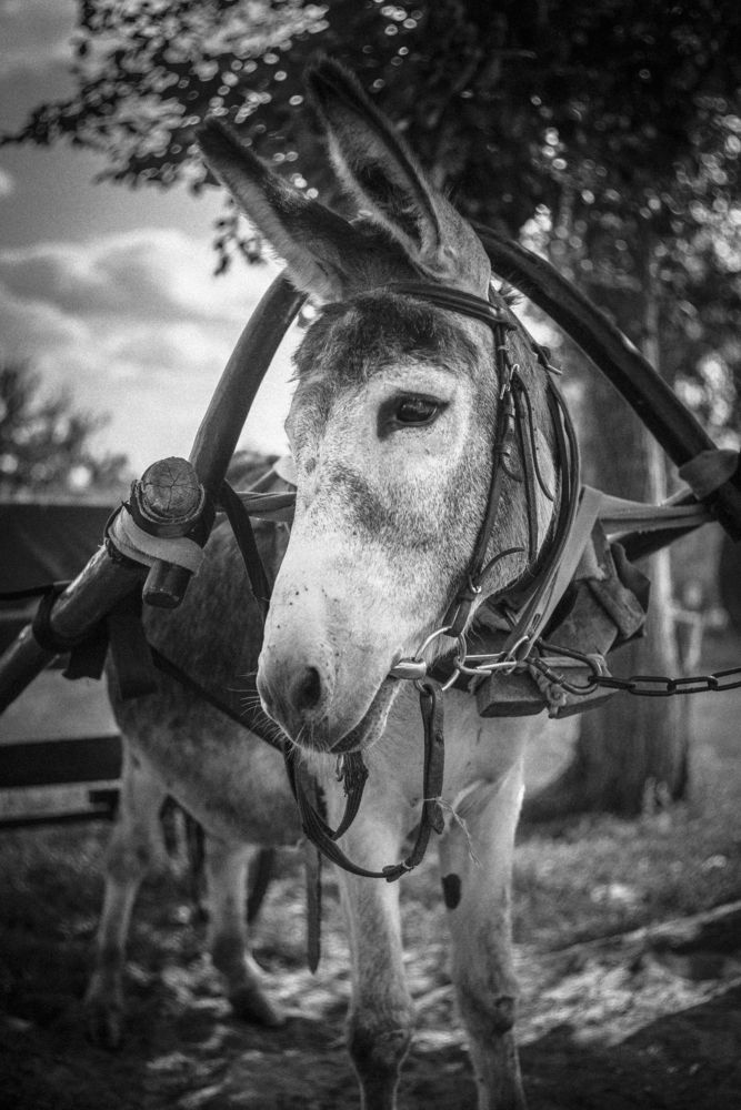 Photograph by Алексей Стариков