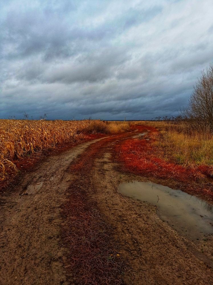 Corn field in November