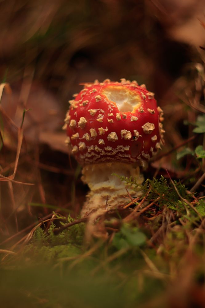 Amanita muscharia
