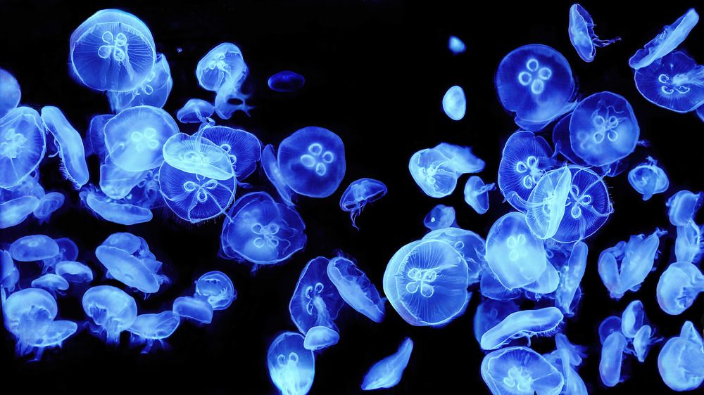 Photograph by Albert Zhager