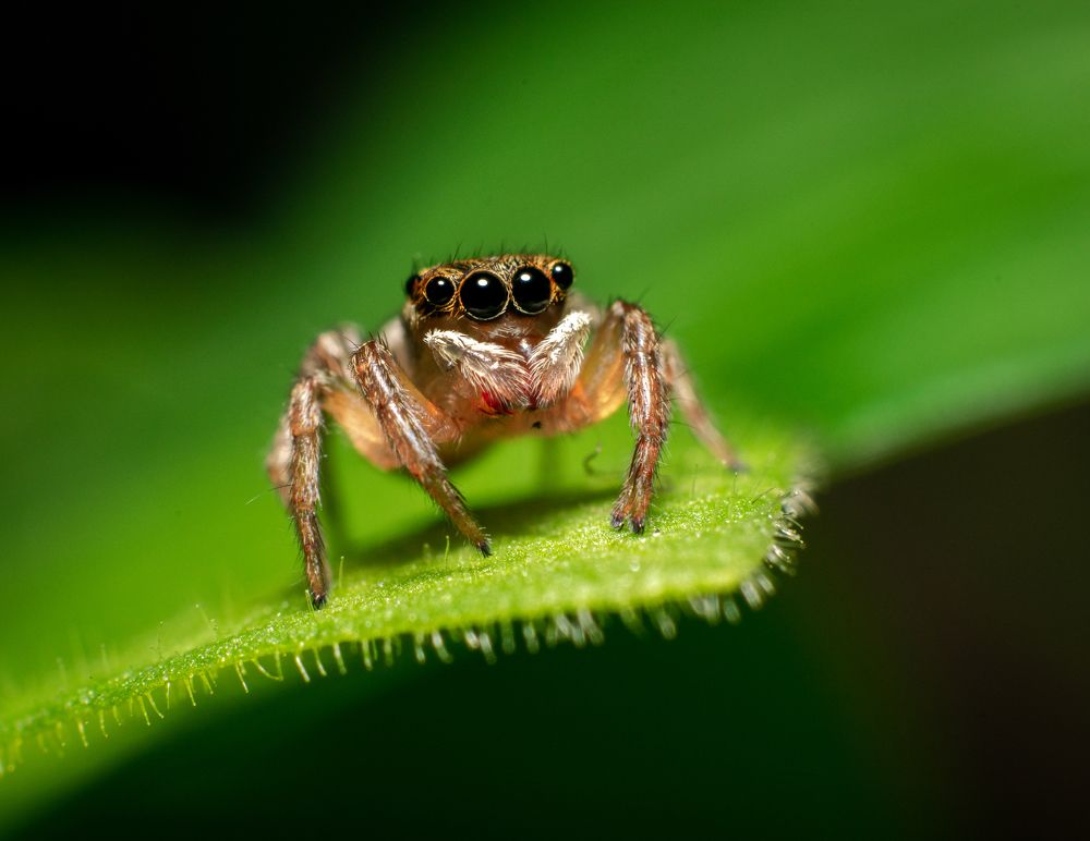 A furry fella on a furry bed