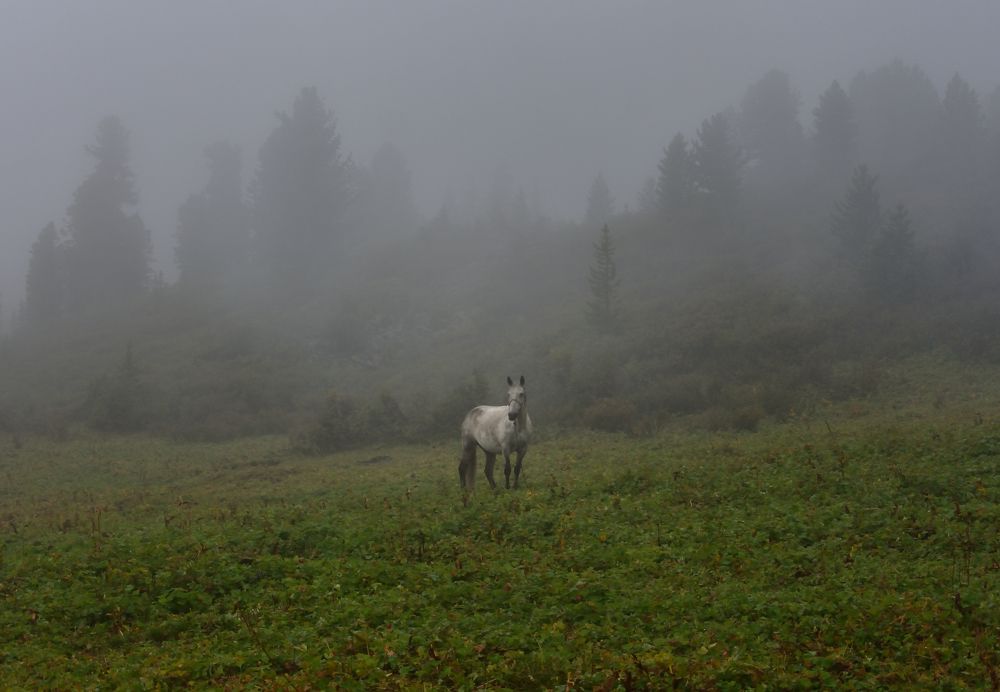 Туманный день...