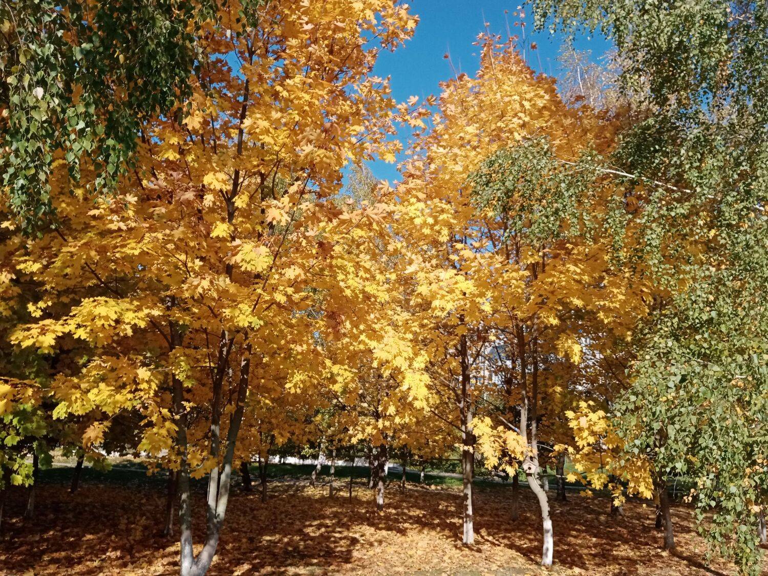 Photo #6720417