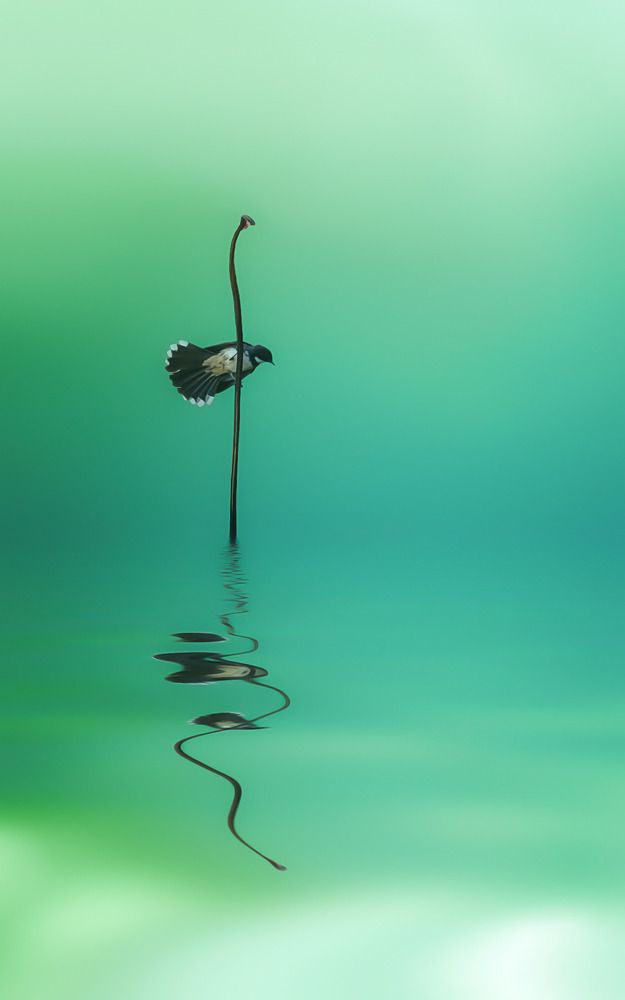 Photograph by Tháp Trần Thanh