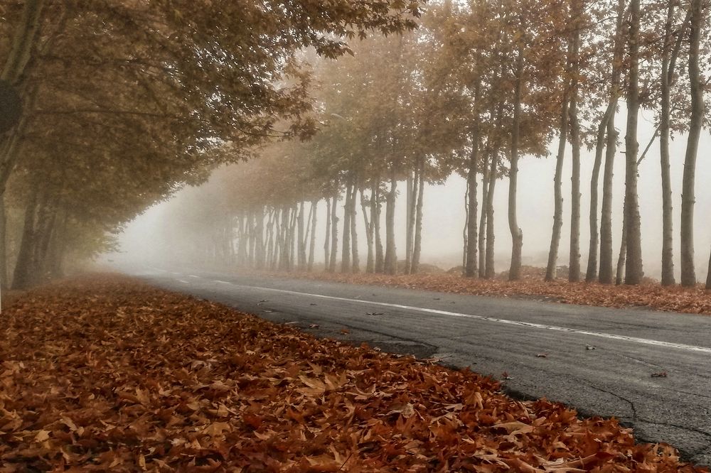 Autumnal road
