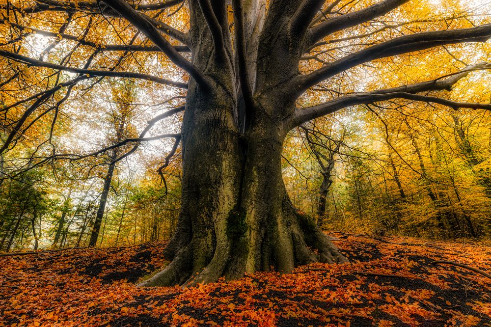 Photograph by Massimo Tamajo