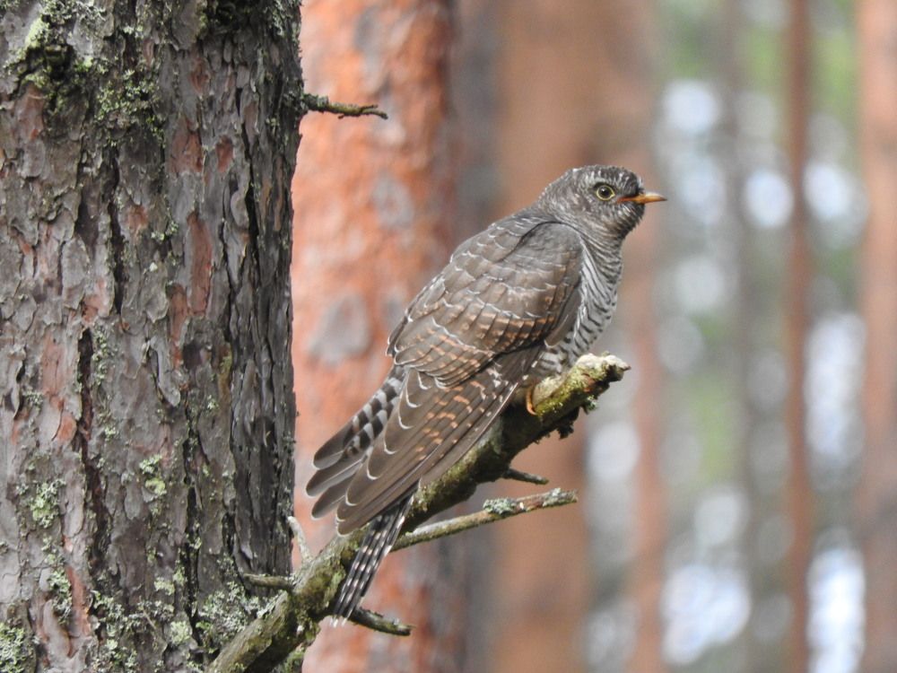 Фотография автора Юлия Овчинникова