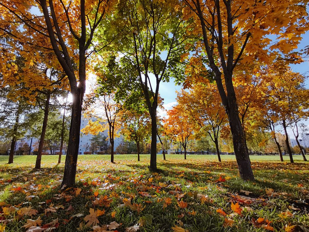 Озорные клены / Naughty maples