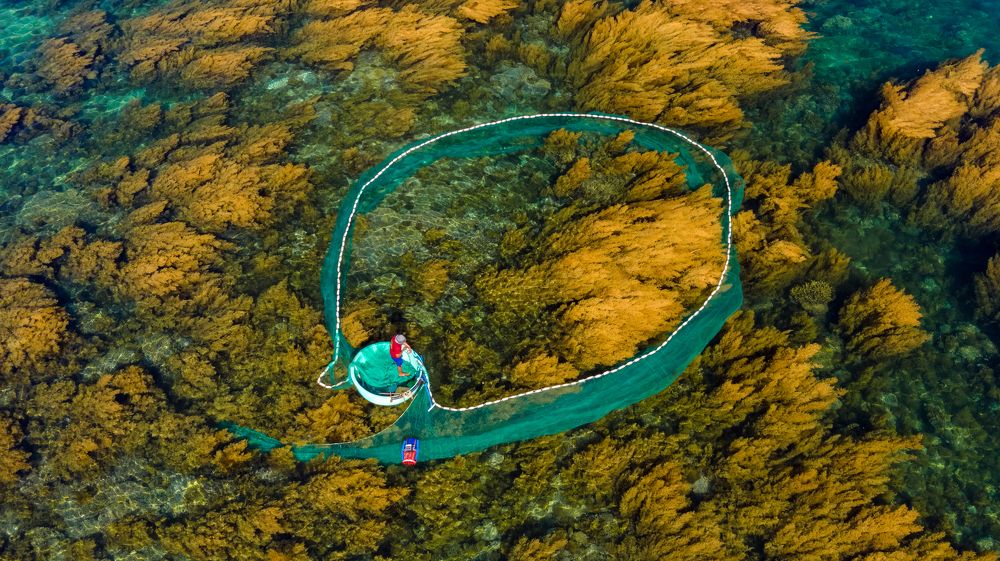 Squid netting on mossly season