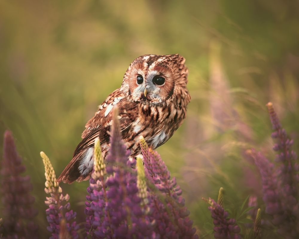 Фотография автора Michaela Firešová