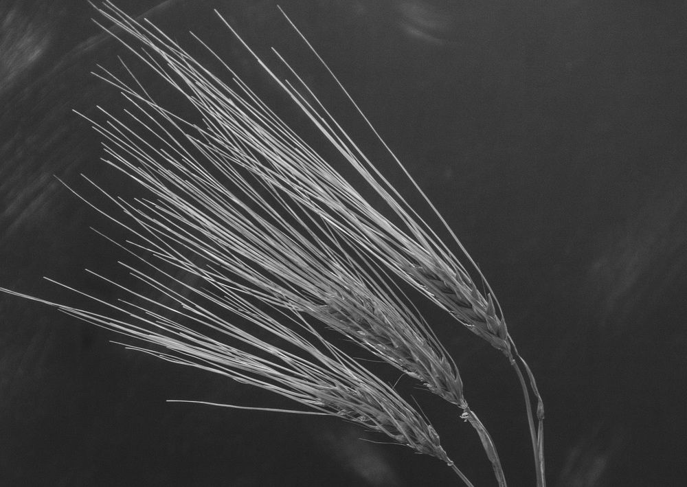 Photograph by Anna Gapanovich