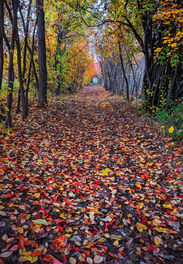 Photograph by Ali goreishi