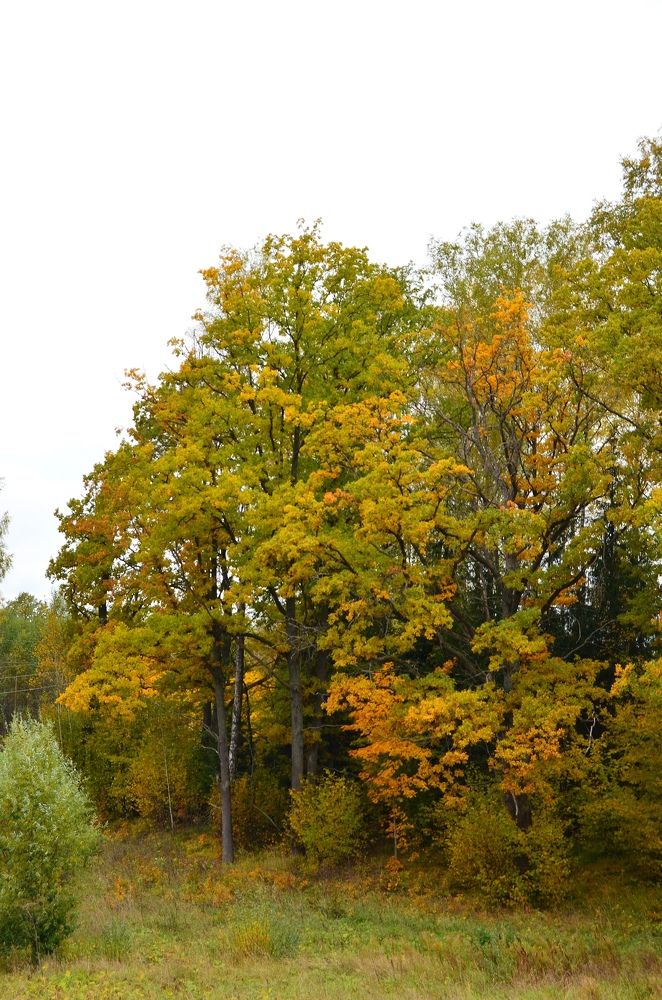 Photograph by Кира Орлова