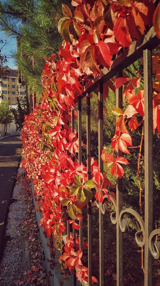 Photograph by Irina Grass