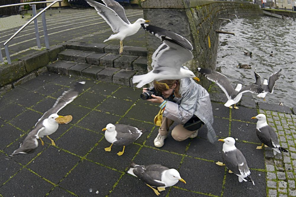 Чайки в городе