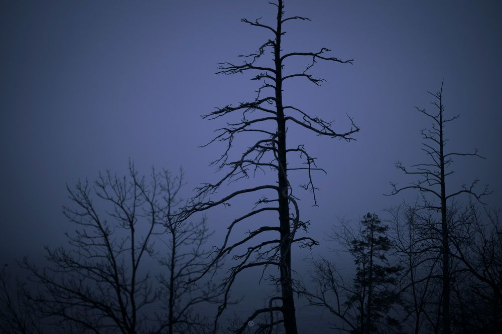 Фотография автора Александр Кременицкий