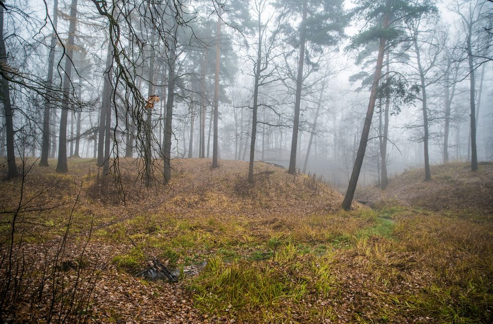 Осеннее утро в  лесу...