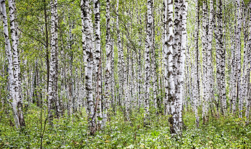 Фотография автора Рамиль Фаттахов