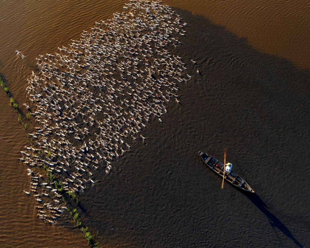 Ducks run in the field