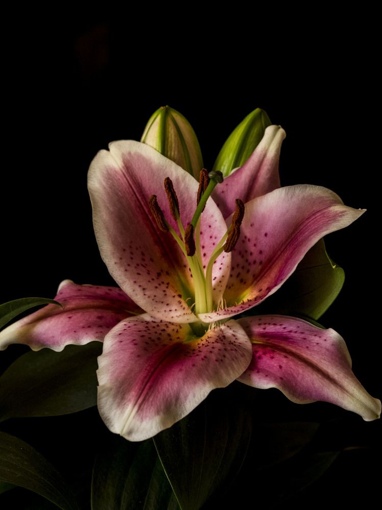 Фотография автора Nicola Lamanna