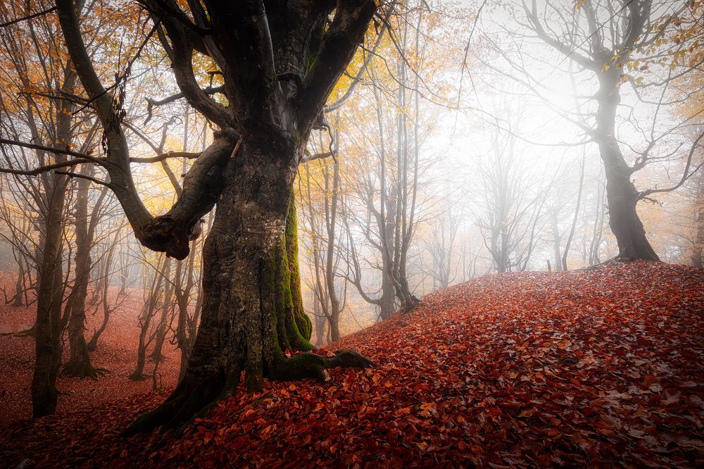 Photograph by Mahdi Sedaghi