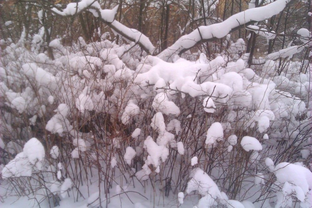 Photograph by Алия Хафизова